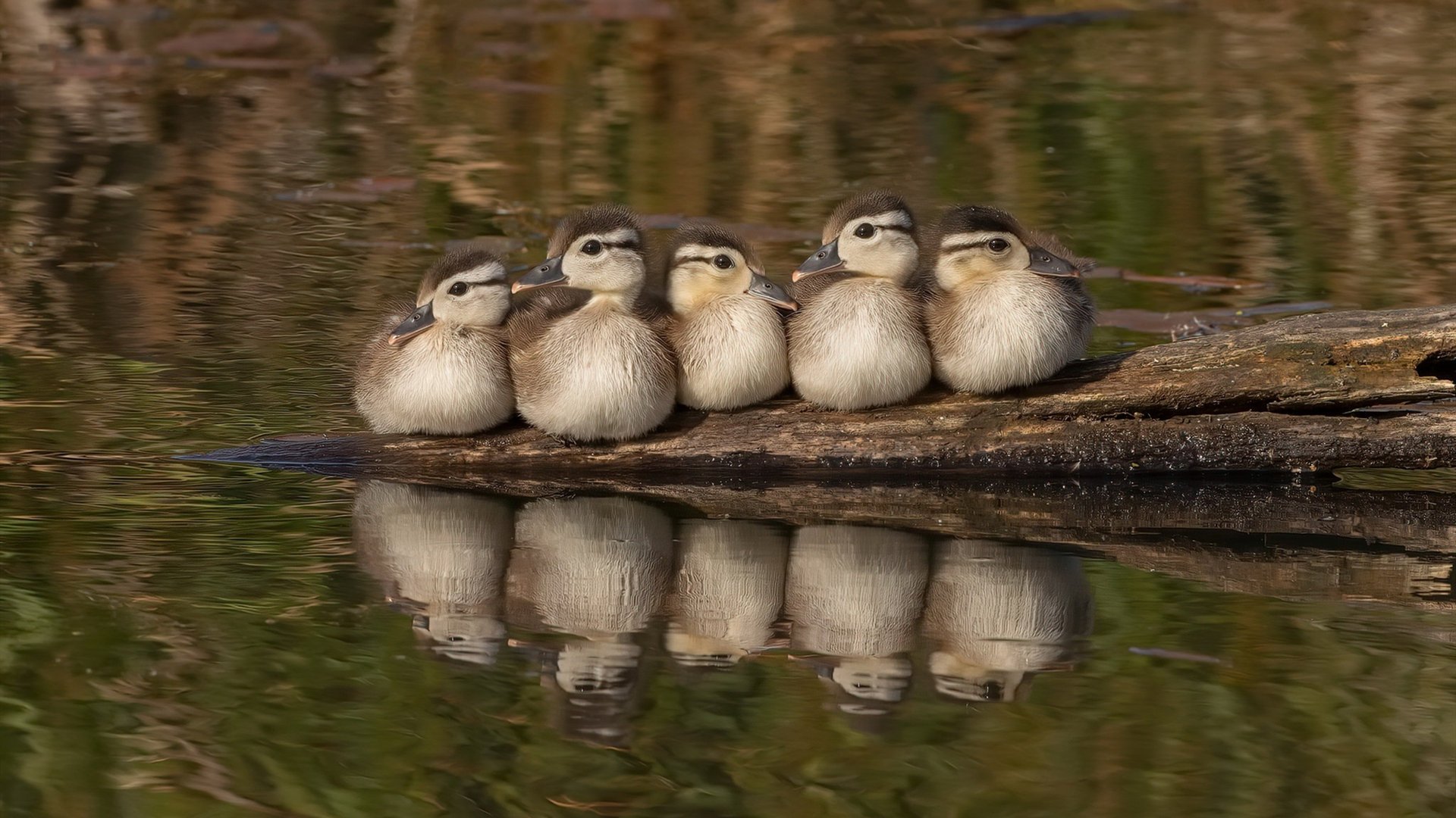 浙江队连续得分狂潮压制公牛，约基奇无争议闪耀全场荣膺最佳
