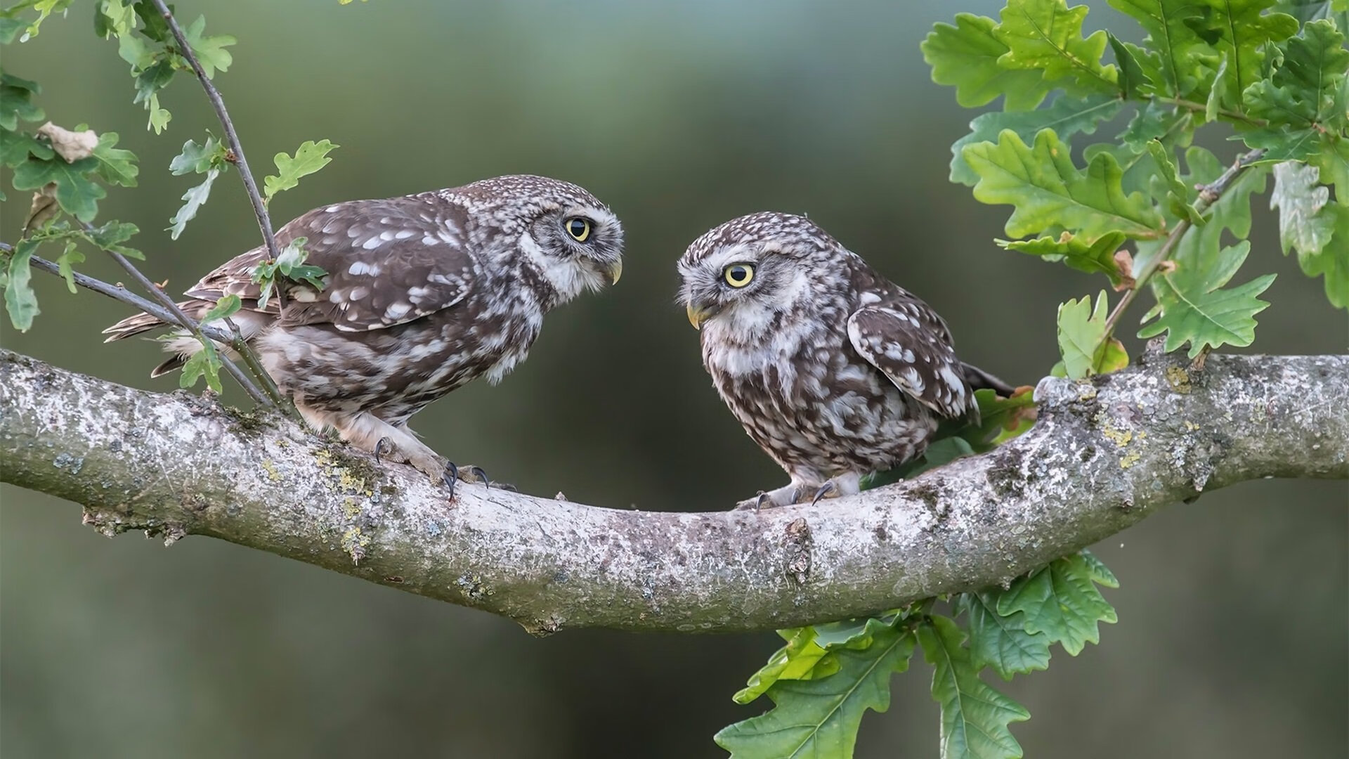 绿茵烽火与篮球星辰，当欧冠半决赛遇见跨时空对决