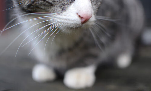 厄德高引爆巴黎之夜，一个比利时中场如何改写欧冠历史