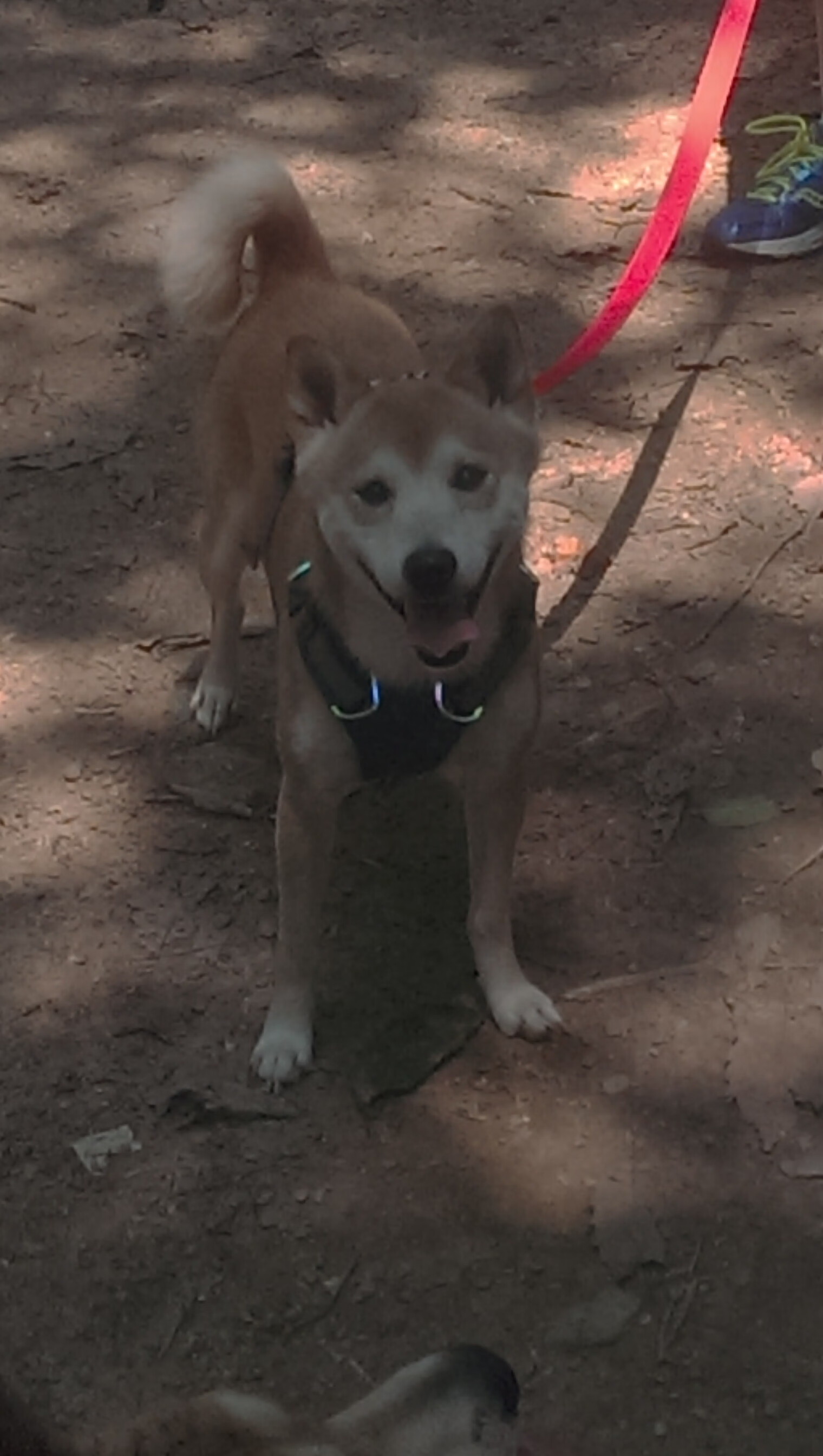 太阳节奏掌控国王，布伦森在F1街道赛的统治性接管