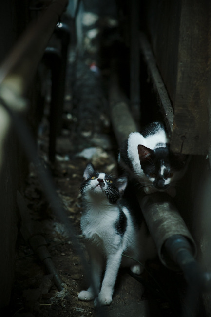 绿茵炼狱，班凯罗于无声处听惊雷