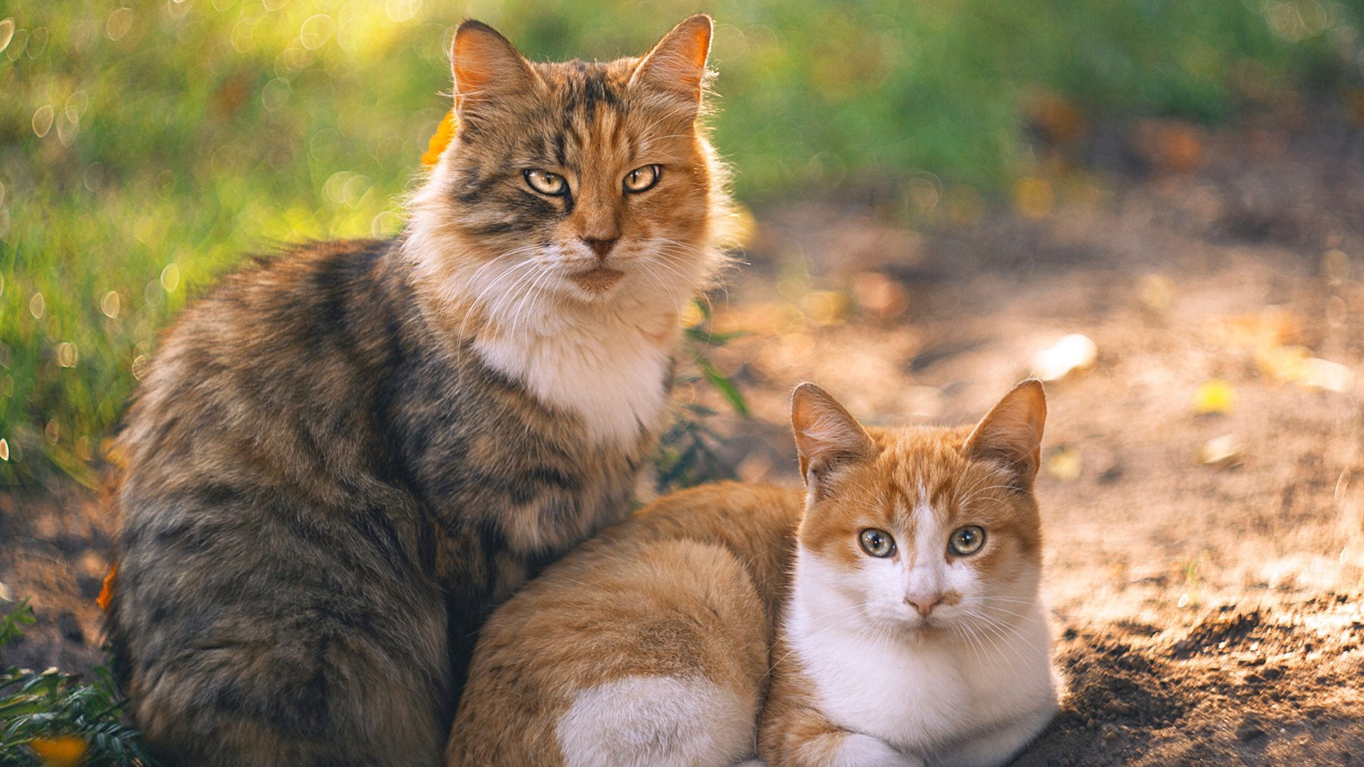 银河暗夜，唯见神塔，伊布国家德比冠军级表演实录