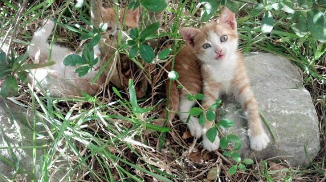 末节狂飙！拉梅洛三球接管比赛，太阳光芒被黄蜂新星掩盖