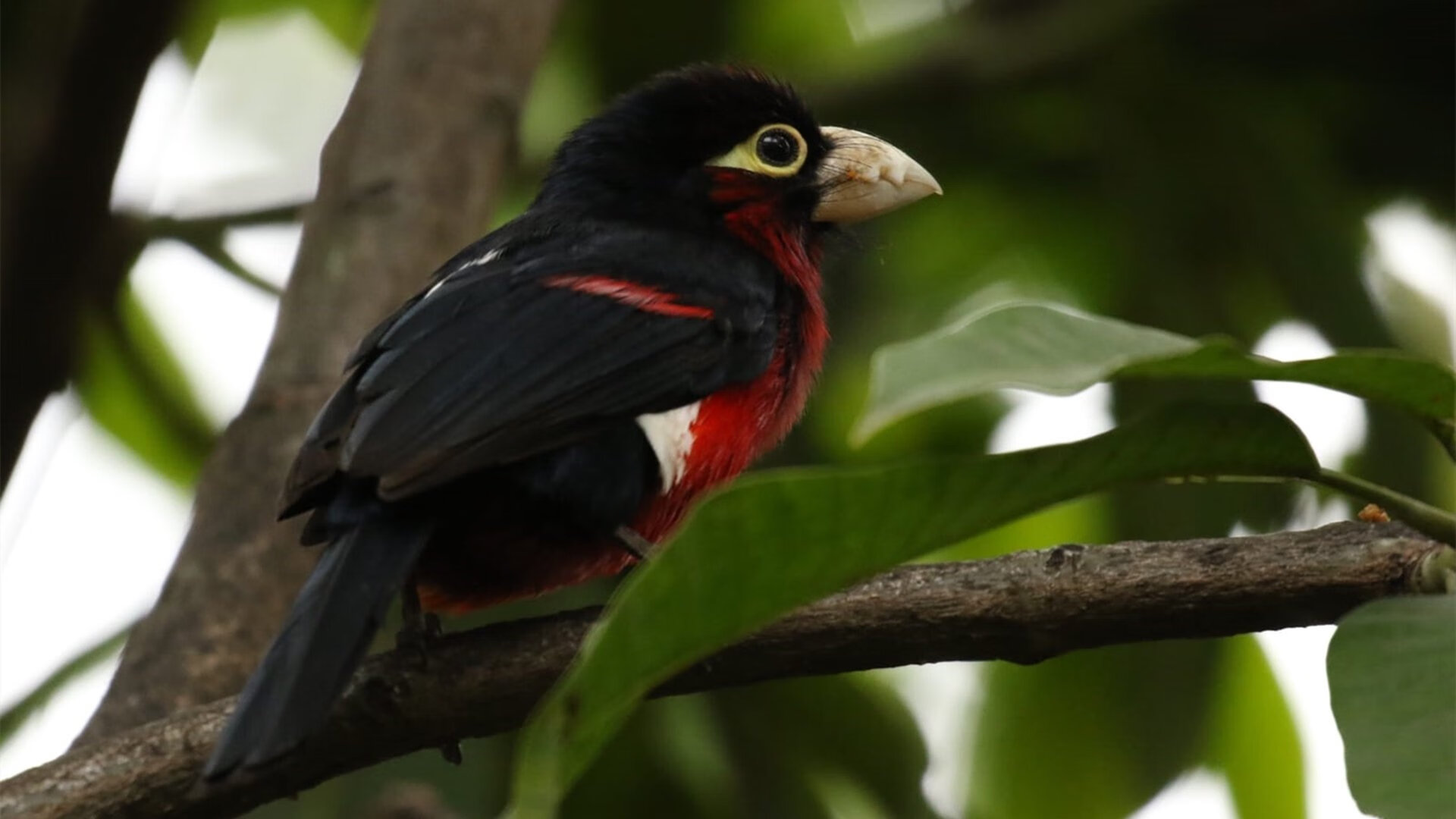 国王对阵北京队,库里持续制造杀伤主宰比赛