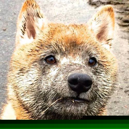 节奏为王，广厦队以精准掌控击败雄鹿，德罗赞引领胜利之路