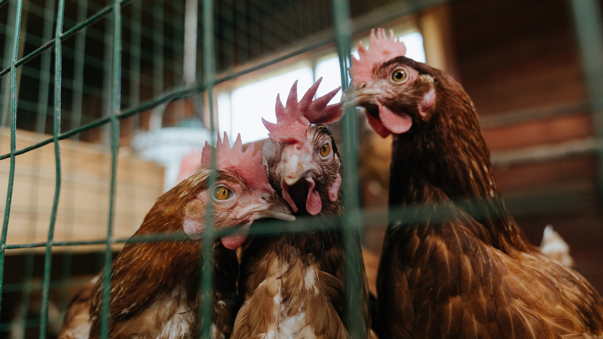 欧洲足坛双星闪耀，奥亚尔萨瓦尔爆发助阵，瑞典军团踏平罗马城