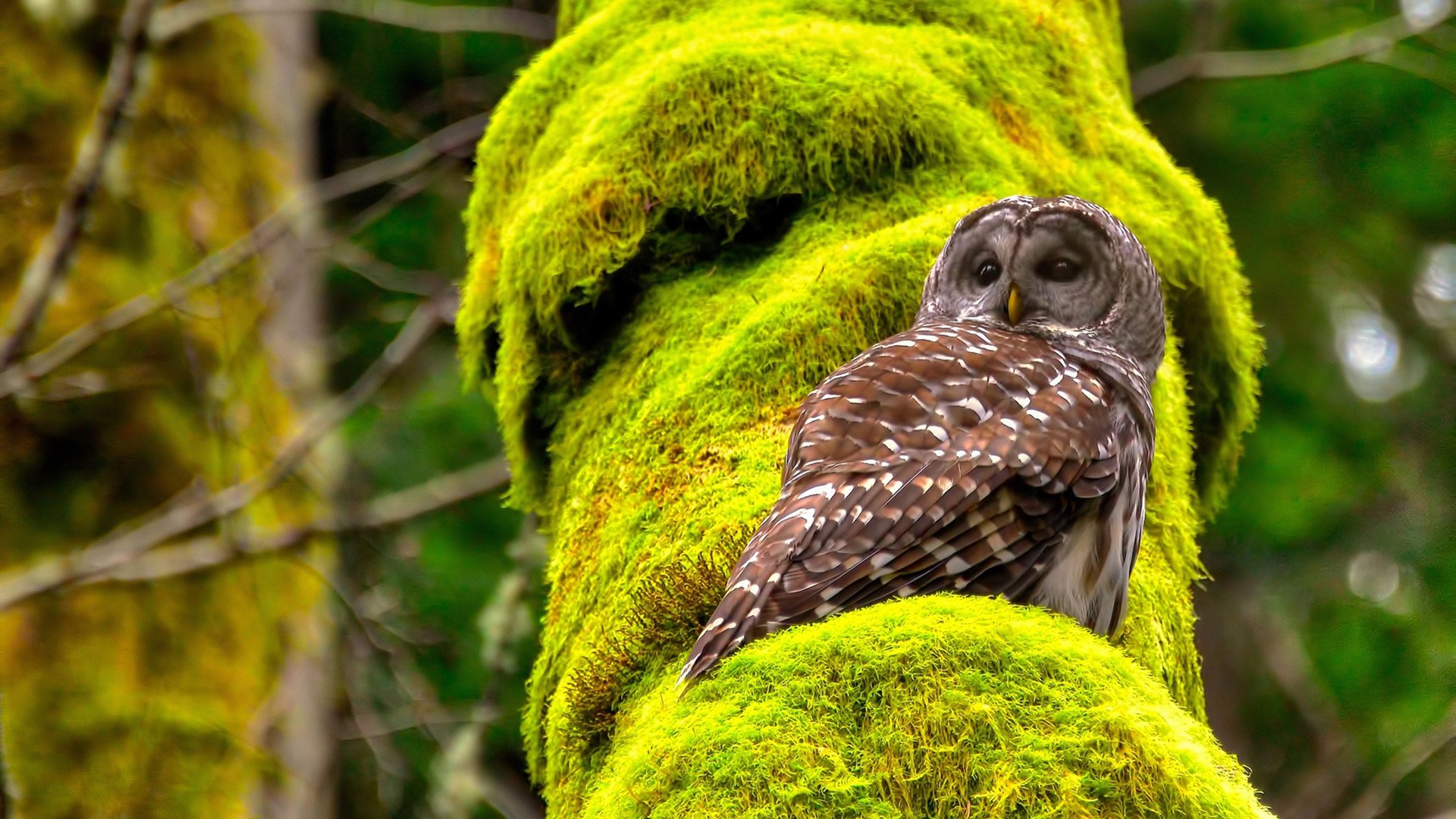 加维之夜与波斯铁骑,绿茵场上的新旧世界之战